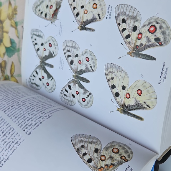 Collins Butterfly Guide - Picture 3 of 4